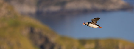 Puffin Soaring Across Coastal Landscape with Blurry Backgroundの写真素材