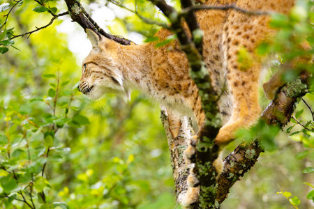 Eurasian lynx climbing a tree amidst lush green forest surroundingsの写真素材