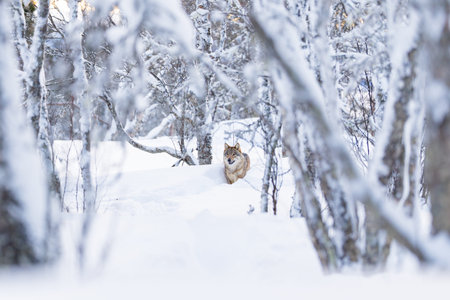 Solitary wolf in snowy forest