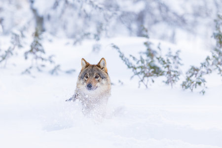 Wolf running through snowy terrainの写真素材