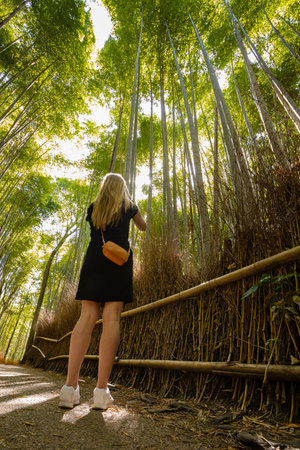 Woman standing against bamboo plants in forestの写真素材