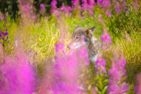 Large male adult grey wolf hiding in grass meadow