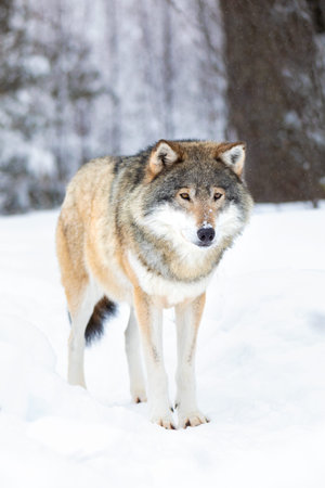 Male wolf stands in the snow in beautiful winter forest