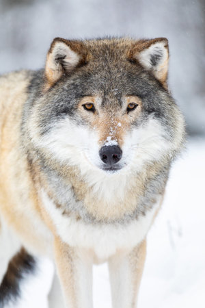 Close-up portrait of a male wolf in the cold winter