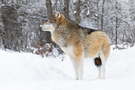 One wolf standing in the snow in winter forest