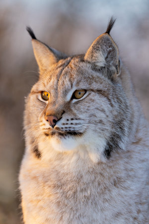 Close-up of lynx in natural habitatの写真素材