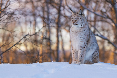 Lynx sitting in snowy forestの写真素材