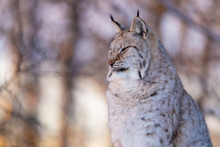 Lynx Posing in Winter Forestの写真素材