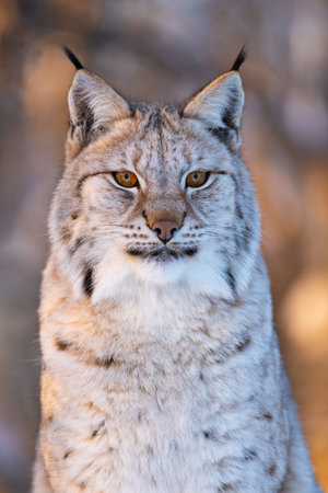 Close-up of a majestic lynx