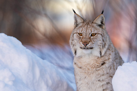 Lynx in snowy winter landscape