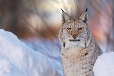 Lynx in snow-covered wildernessの写真素材