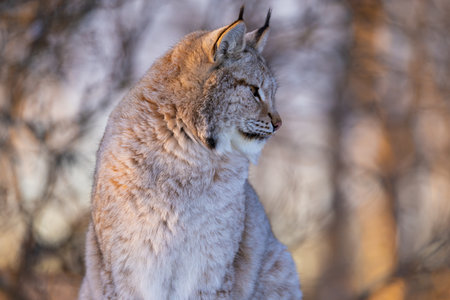 Serene lynx in a forest settingの写真素材