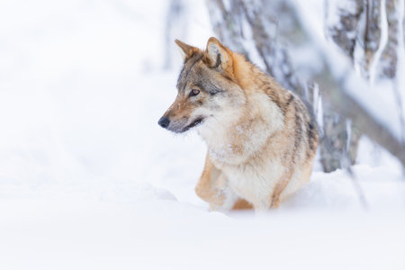 Wolf in Snowy Winter Forestの写真素材
