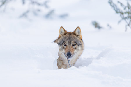 Wolf peering through snowy landscapeの写真素材