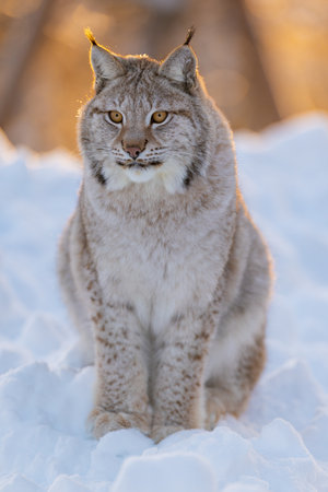 Lynx basking in snowy wildernessの写真素材