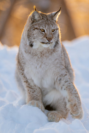 Majestic lynx in snowy wildernessの写真素材