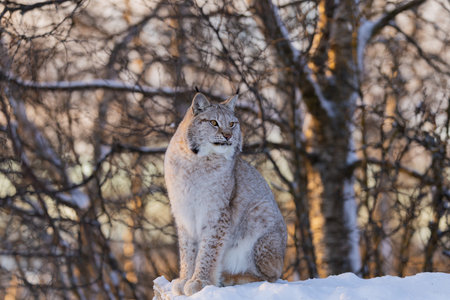 Lynx amidst a winter forestの写真素材