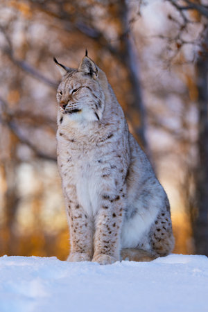 Majestic Lynx in Winter Habitatの写真素材