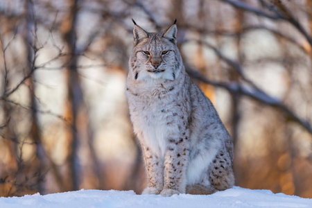 Lynx sitting in a winter forestの写真素材