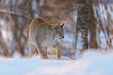 Lynx in a snowy forest landscapeの写真素材
