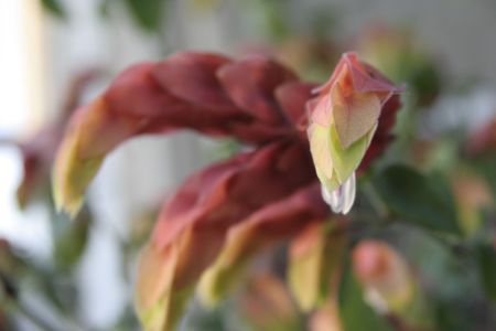 Honeysuckleの写真素材