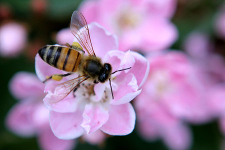Bee collecting pollen from pink flowers