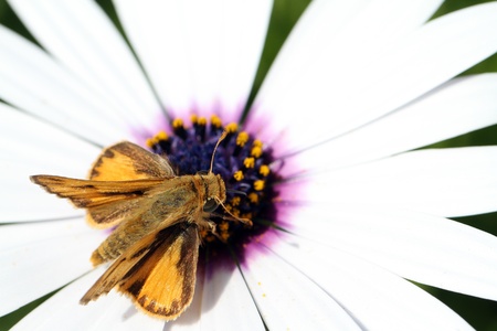 Moth on a flowerの写真素材