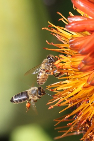 Bees collecting pollen の写真素材
