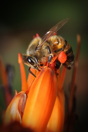 Bee with pollen on his legs on a cactus flowerの写真素材