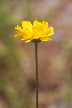 Little yellow flower reaching toward the sunの写真素材