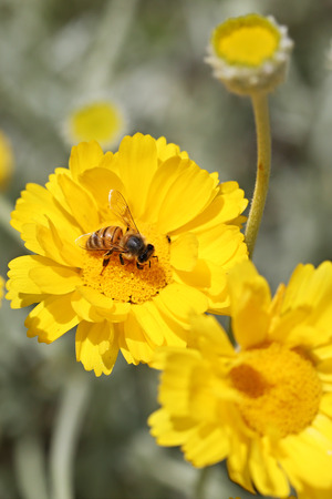 Bee on a little yellow flowerの写真素材