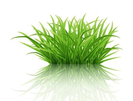 A bush of green grass on a white reflective surface. Highly realistic illustration.のイラスト素材