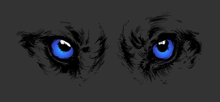 Blue eyes of a wolf. Detailed drawing on a gray background.のイラスト素材