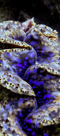 Giant clam photographed at the Maldivesの写真素材