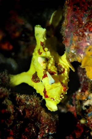 A clown anglerfish (frogfish) hiding at Palong divesite on Phi Phi Thailandの写真素材