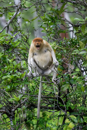 A rare proboscis monkey in the mangrove, Brunei