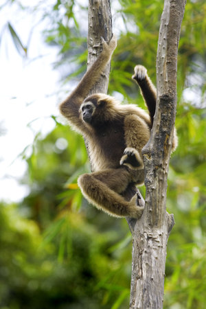 A Gibbon monkey in Kota Kinabalu, Borneo, Malaysiaの写真素材