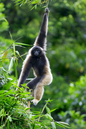 A Gibbon monkey in Kota Kinabalu, Borneo, Malaysiaの写真素材