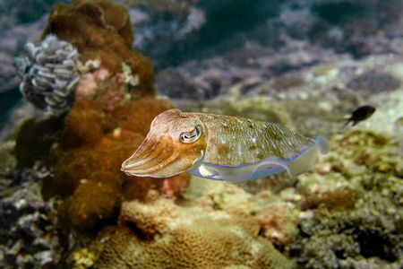 Cuttlefish at Palong divesite, Phi Phi, Thailandの写真素材