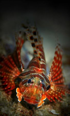 Common Lionfish at Palong divesite, Phi Phi, Thailandの写真素材