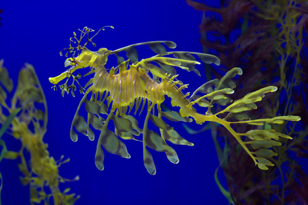 Leafy sea dragon photographed in Indonesia, 2009の写真素材