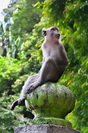 Macaque monkey at the Bathu caves in Kuala Lumpur