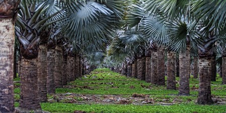 Oil Palm tree plantation in Floridaの写真素材