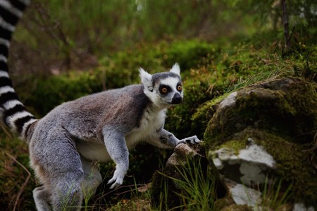 A ring-tailed lemur in the wild at night timeの写真素材