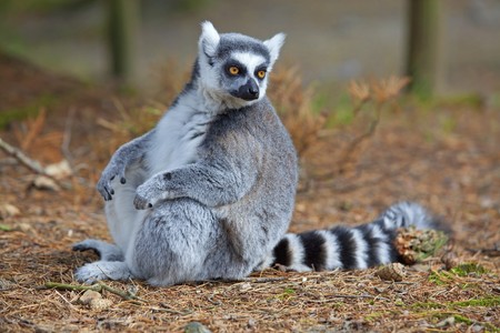 A ring-tailed lemur relaxing in the forrestの写真素材