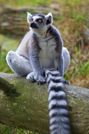 A ring-tailed lemur relaxing in the forrestの写真素材
