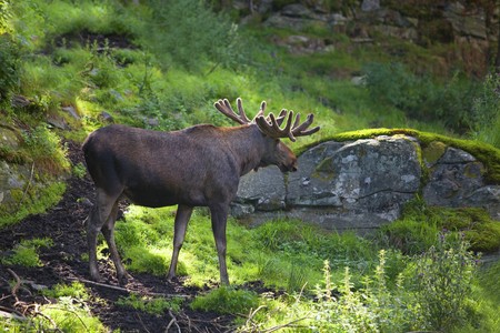 A moose walking in a Norwegian forestの写真素材