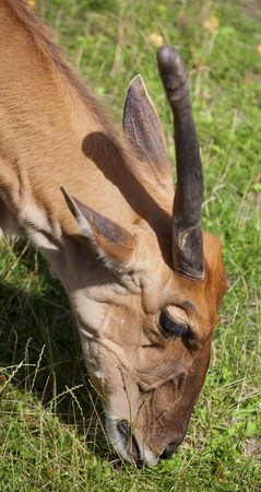 Portrait of a one-horned common Eland eating grassの写真素材