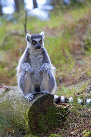 A ring-tailed lemur relaxing in the forrestの写真素材
