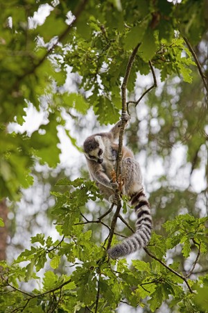 A ring-tailed lemur playing in the treesの写真素材